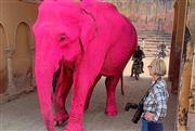 Οργή στην Ινδία: Φωτογράφος έβαψε ελέφαντα ροζ για... κάδρο - Πέθανε λίγο μετά το ζώο