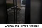 Αλεπού πιάστηκε στα «πράσα» να εισβάλει στο Μέγαρο Μαξίμου