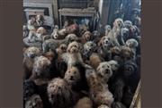«Δεν είναι τεχνητή νοημοσύνη»: Πώς βρέθηκαν 250 σκύλοι μέσα σε σπίτι - Η φωτογραφία που έγινε viral