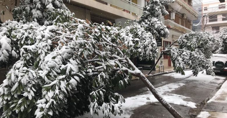 Η χιονόπτωση έφερε πτώσεις δέντρων στην πόλη της Λάρισας και μάλιστα στο κέντρο της.