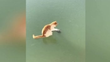 Γάτα σε παγωμένη λίμνη