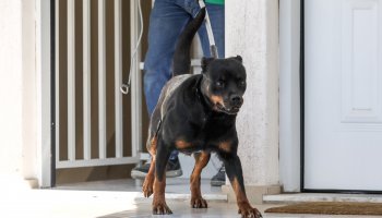 ροτβάιλερ, νεκρό βρέφος, Γλυκά Νερά