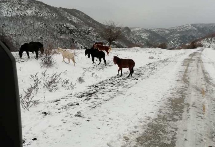 Ροδόπη: Άγρια άλογα αναζητούν τροφή στα χιονισμένα βουνά (pics)
