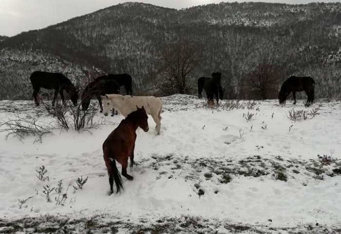 Ροδόπη: Άγρια άλογα αναζητούν τροφή στα χιονισμένα βουνά (pics)