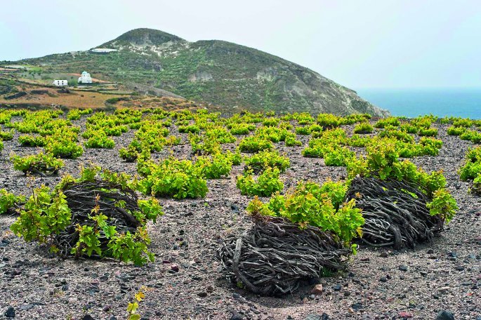 sanotrini-winery-vasily-mulyukin-shutterstock.jpg