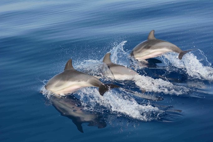 dolphins_photo_niki_pardalou.jpg